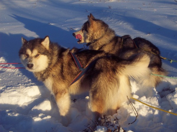 med_Schweden04.JPG (600 x 449)